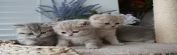 Munchkin cats for sale: ⚜️Rare munchkins⚜️ - Advert 7