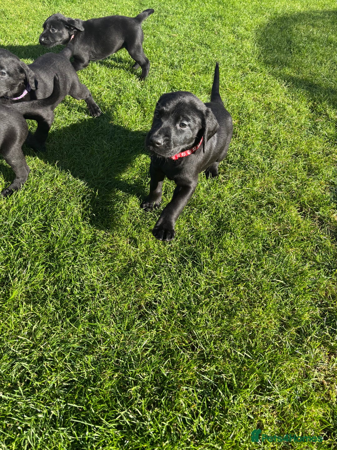 Mixed Breed dogs for sale: Black lab X GSP puppy 1 male remaining  - Advert 5