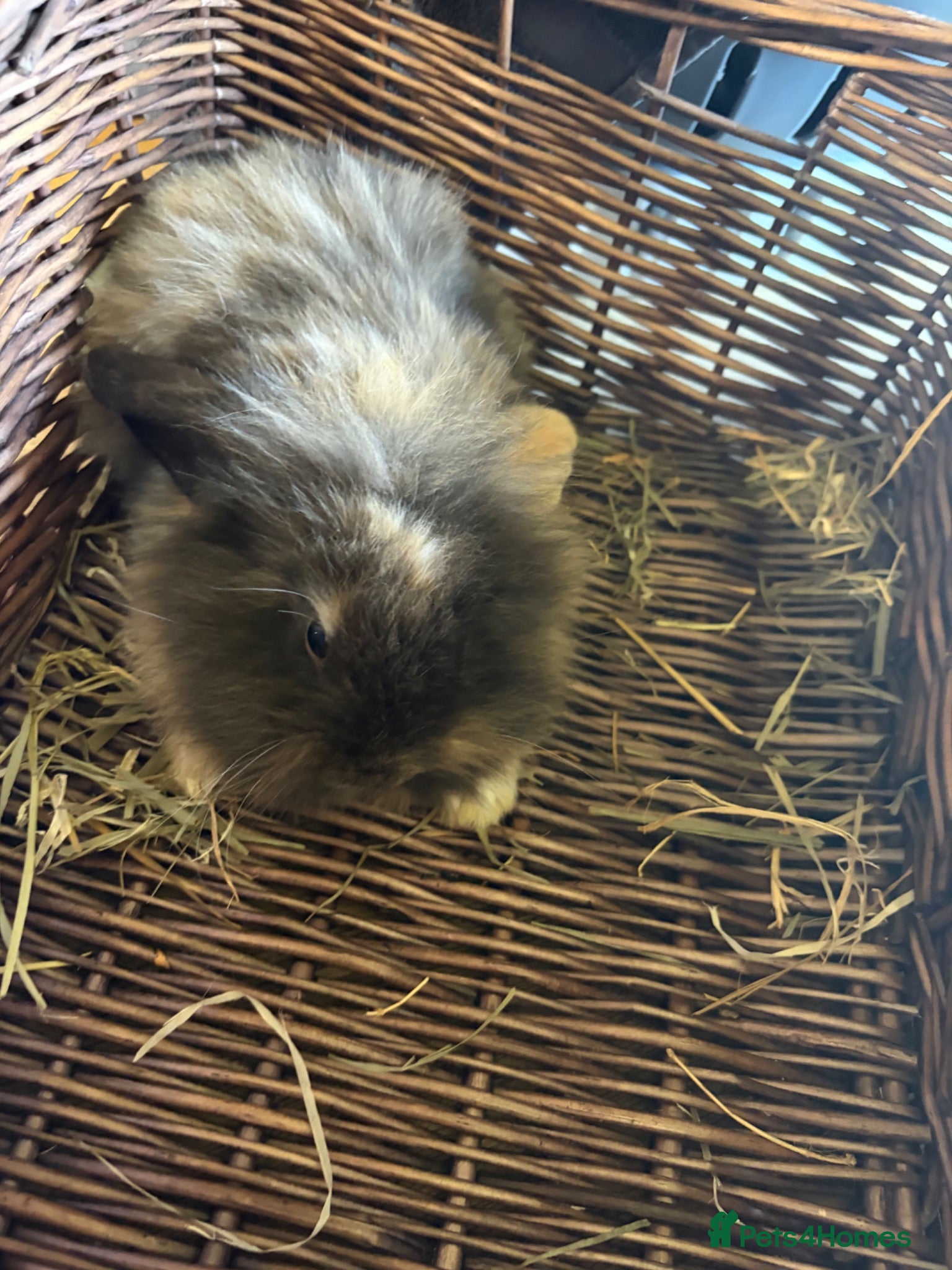 Mixed Breed rabbits Beautiful lion lops  for sale  - Advert 1