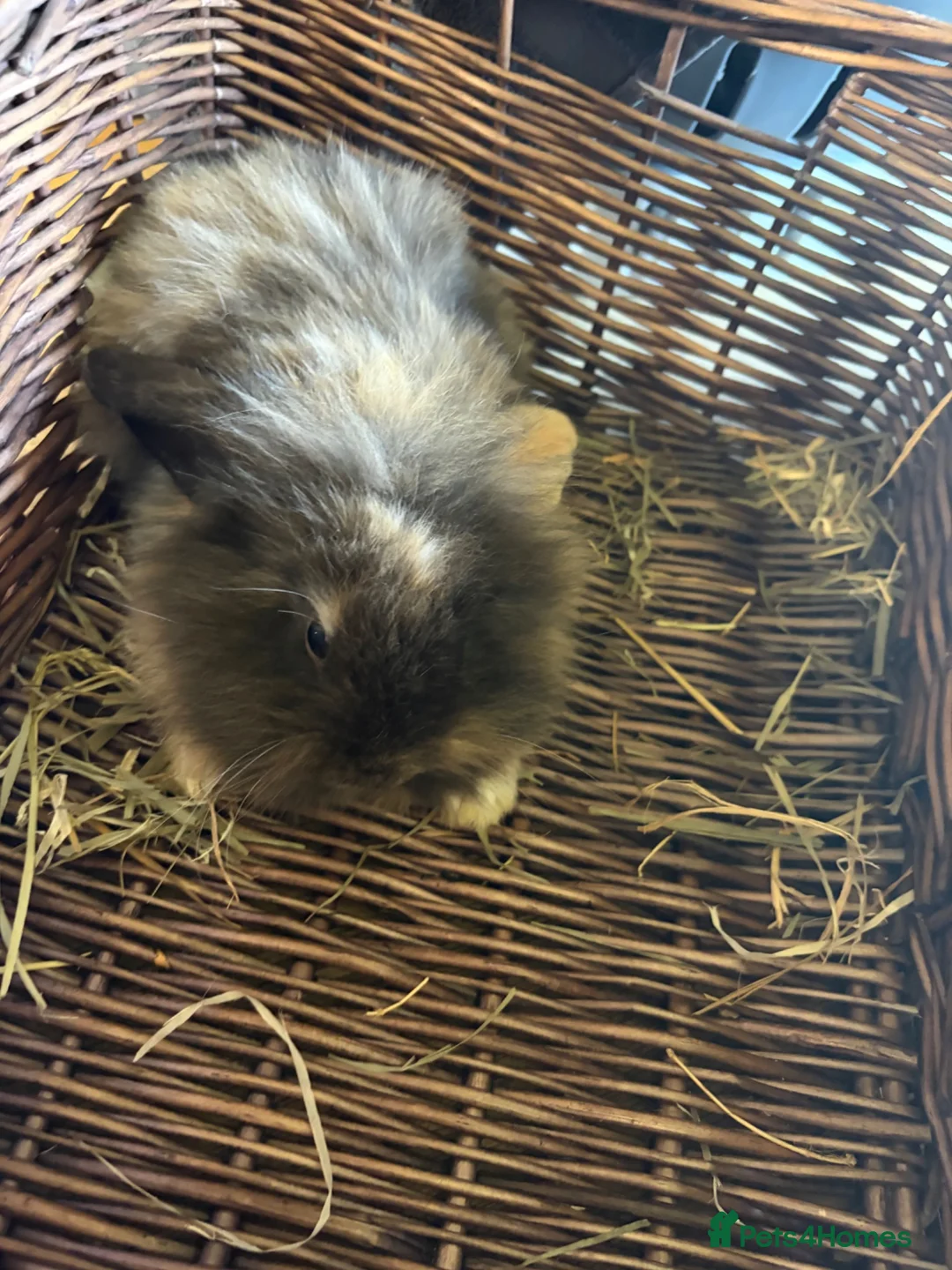 Mixed Breed rabbits for sale: Beautiful lion lops  for sale  - Advert 1