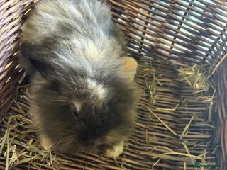 Mixed Breed rabbits Beautiful lion lops for sale - Advert 1