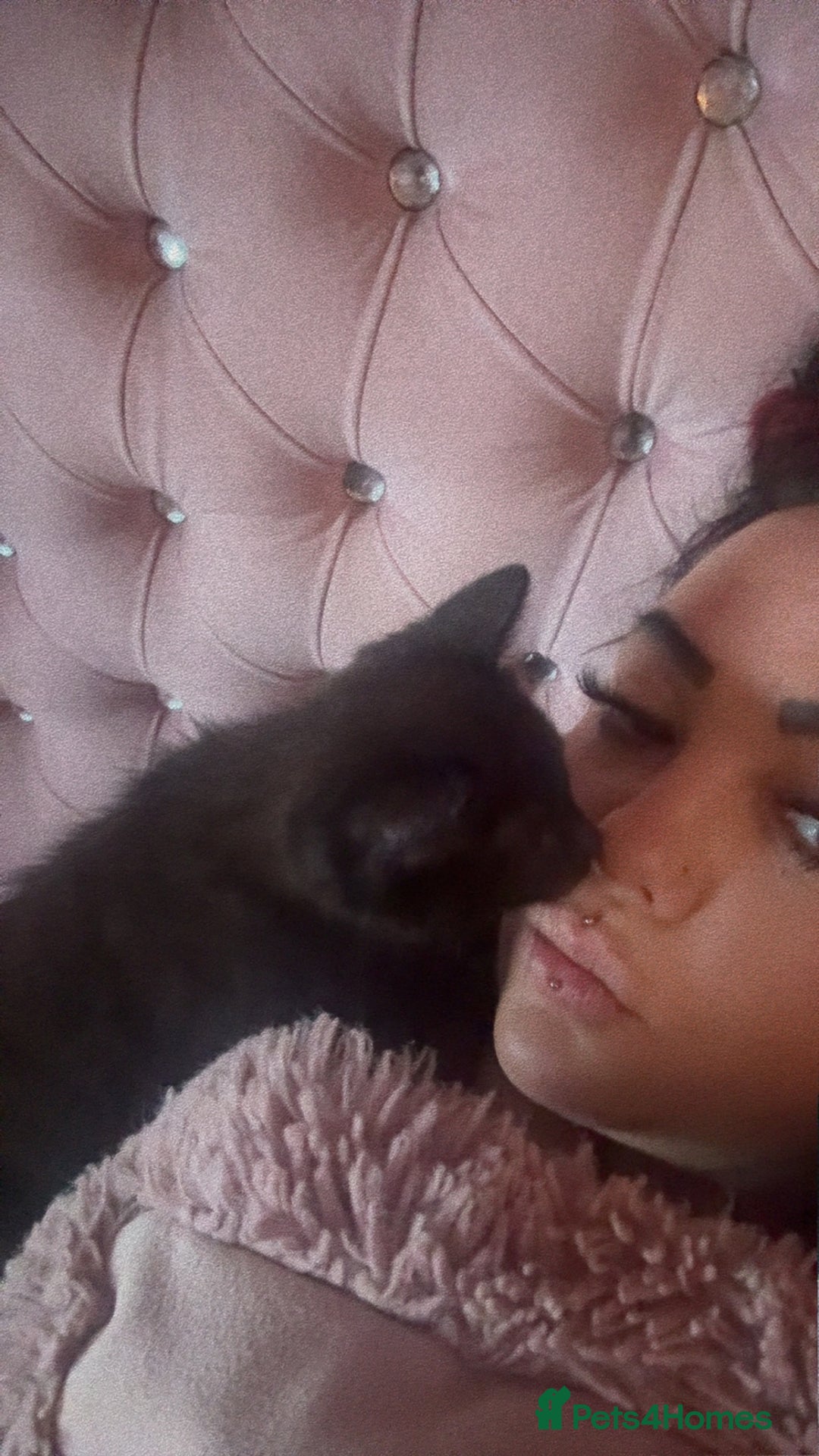 British Shorthair cats for sale: Black female kitten  - Advert 10