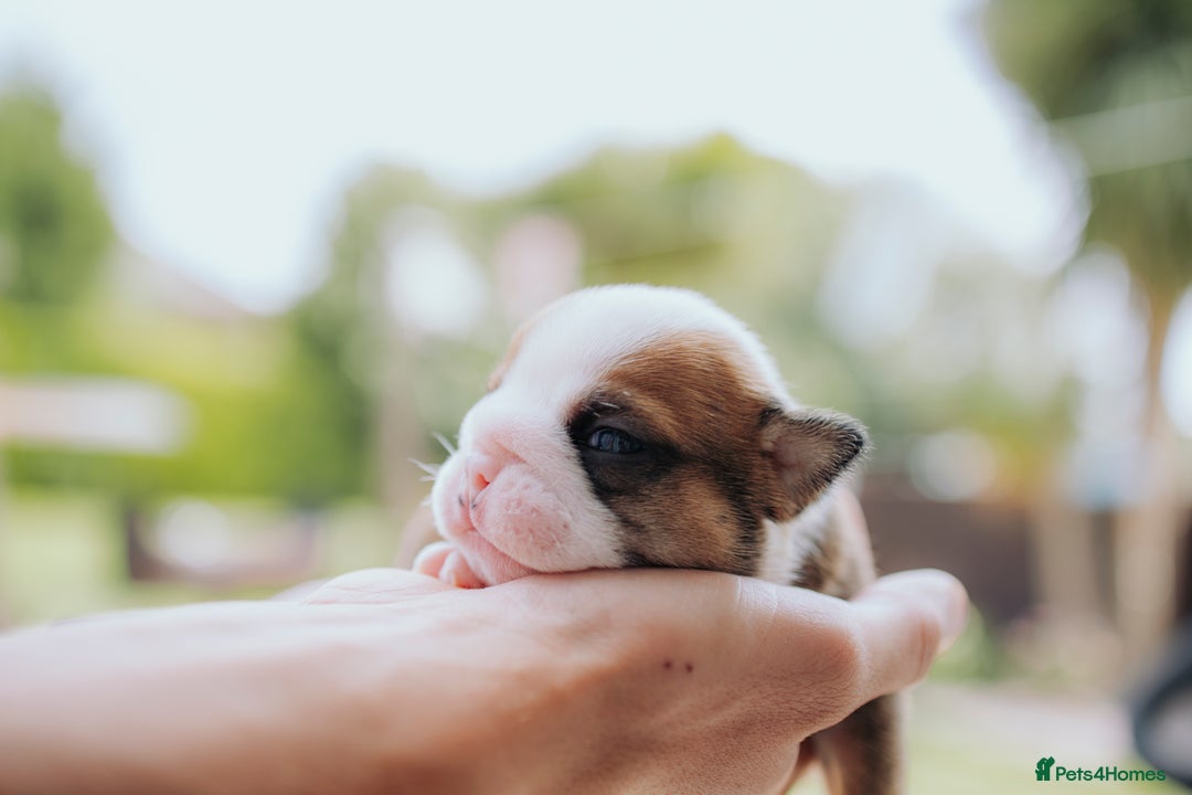 English Bulldog dogs for sale: Stunning litter of  English bulldog puppies - Image 11