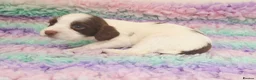 English Springer Spaniel dogs for sale: KC Homebred Health Tested Vet Social Pups 🩷 - Advert 5