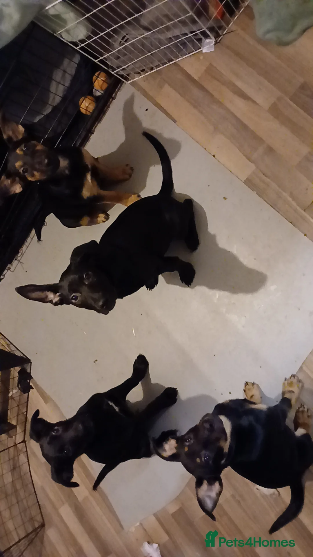 Mixed Breed dogs for sale: Puppies are ready to go now in Llandrindod Wells - Advert 5