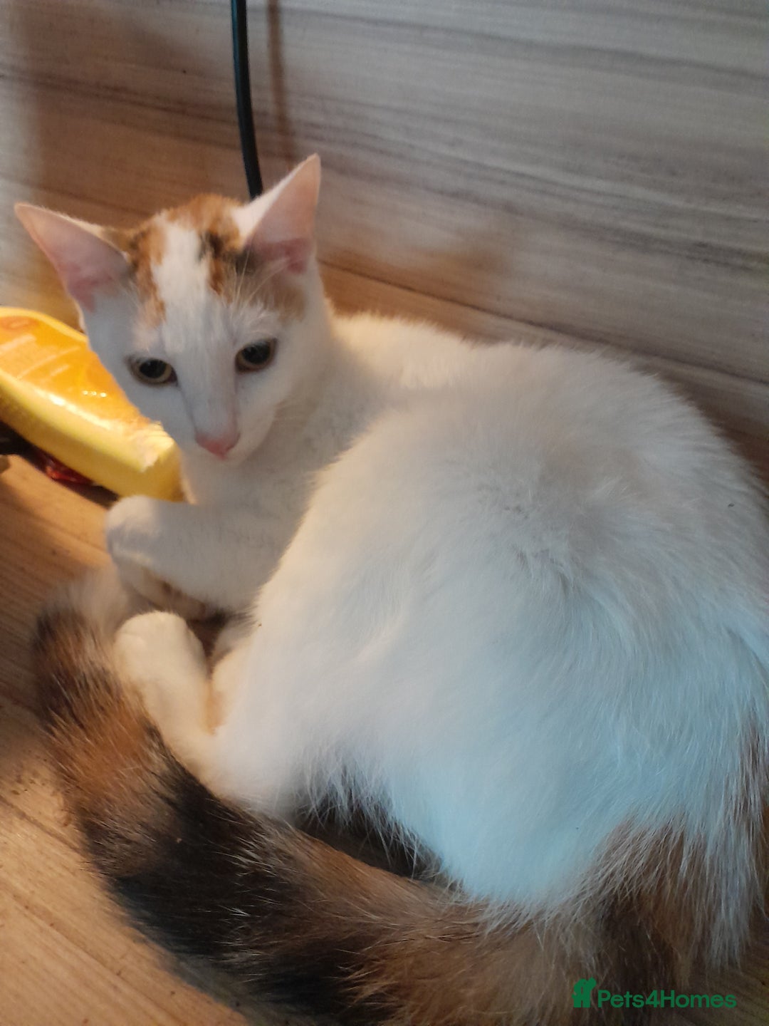 Mixed Breed cats for sale: Beautiful mixed kittens with mixed ages! - Image 12