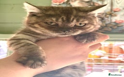 British Shorthair cats for sale: GORGEOUS BSH KITTENS in Oldham - Image 2