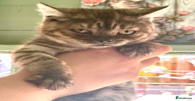 British Shorthair cats in Oldham - Advert 12