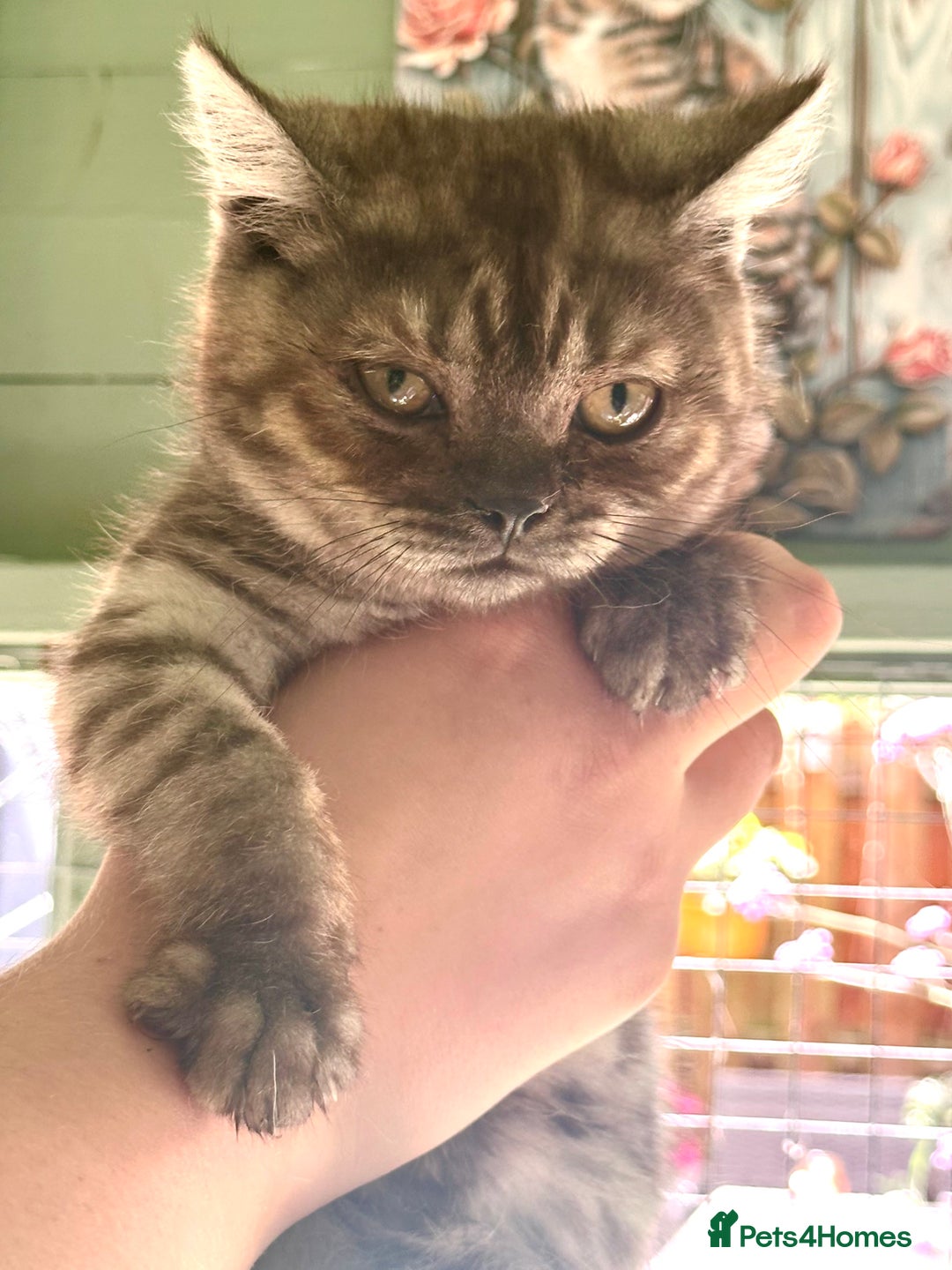 British Shorthair cats for sale: GORGEOUS BSH KITTENS in Oldham - Image 2