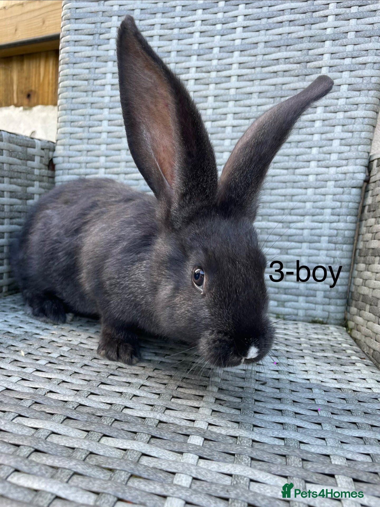 Continental Giant rabbits for sale: 🐇 pure bred continental giants 🐇  - Advert 1
