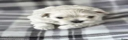 Maltipoo dogs for sale: ⭐️TINY KOREAN MALTIPOO PUPPIES⭐️ - Advert 10