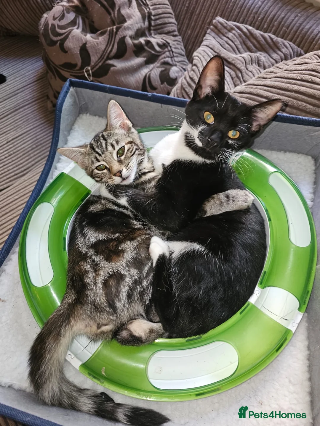 Domestic Shorthair cats for adoption: Rescue Kitten needs a 4ever Home meet Priscilla 💖 - Advert 2
