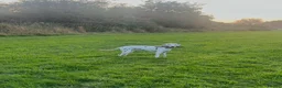 Dalmatian dogs for sale: 8 year old Dalmatian - Polly - liver spotted - Advert 5