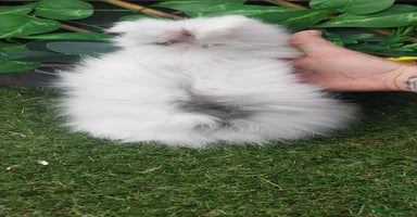 Angora rabbits - Advert 7