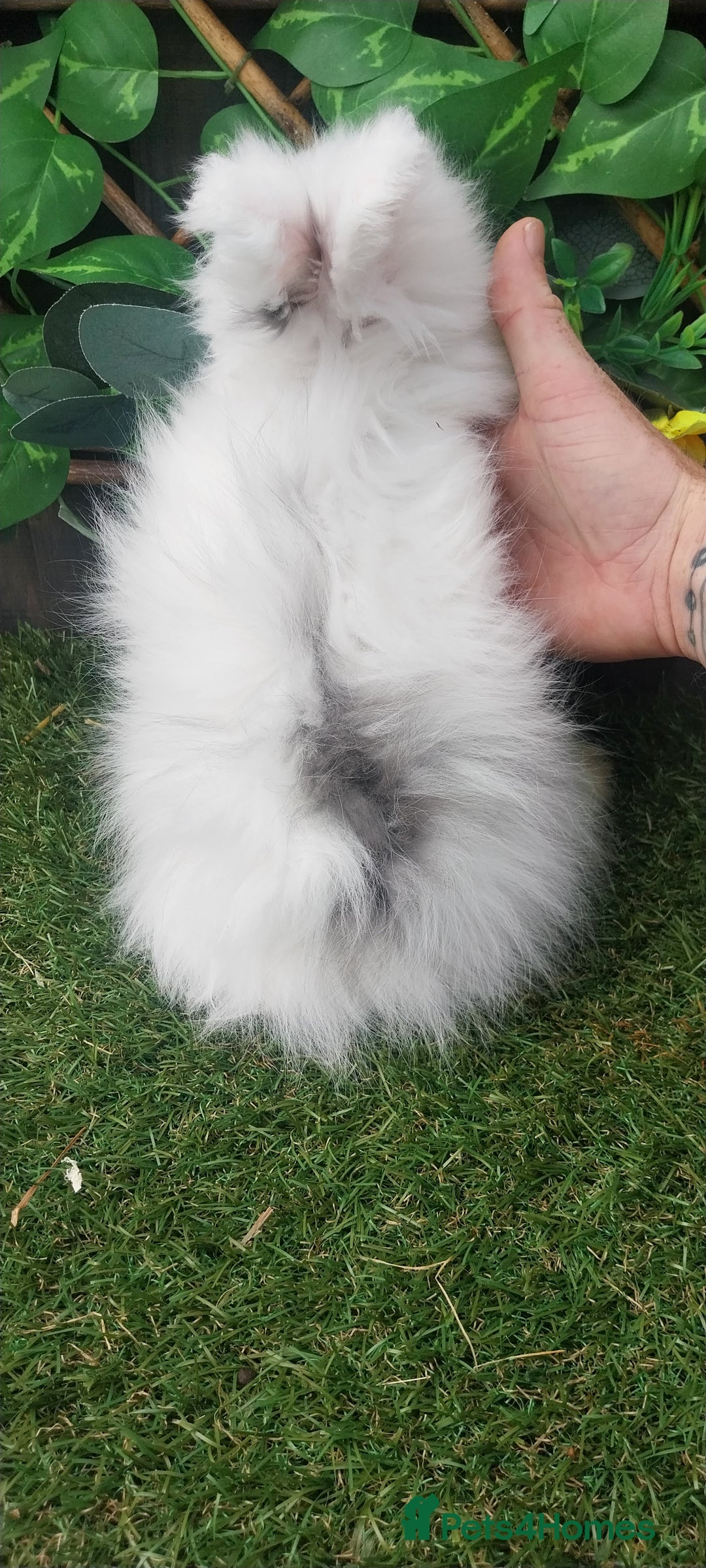 Angora rabbits for sale: Beautiful Angora Boy  - Image 3