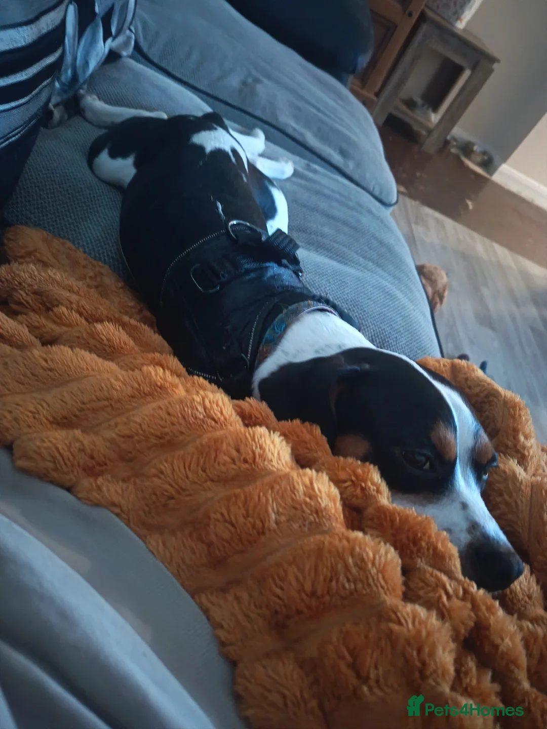 Mixed Breed dogs for sale: Almost 10 month old puppy in Burton-on-Trent - Advert 3