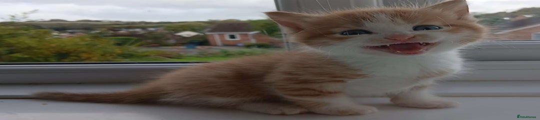 Domestic Shorthair Kitten 1