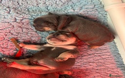 French Bulldog dogs for sale: 2 litters available from Natk9 clinic *JESUS PUPS* - Image 5