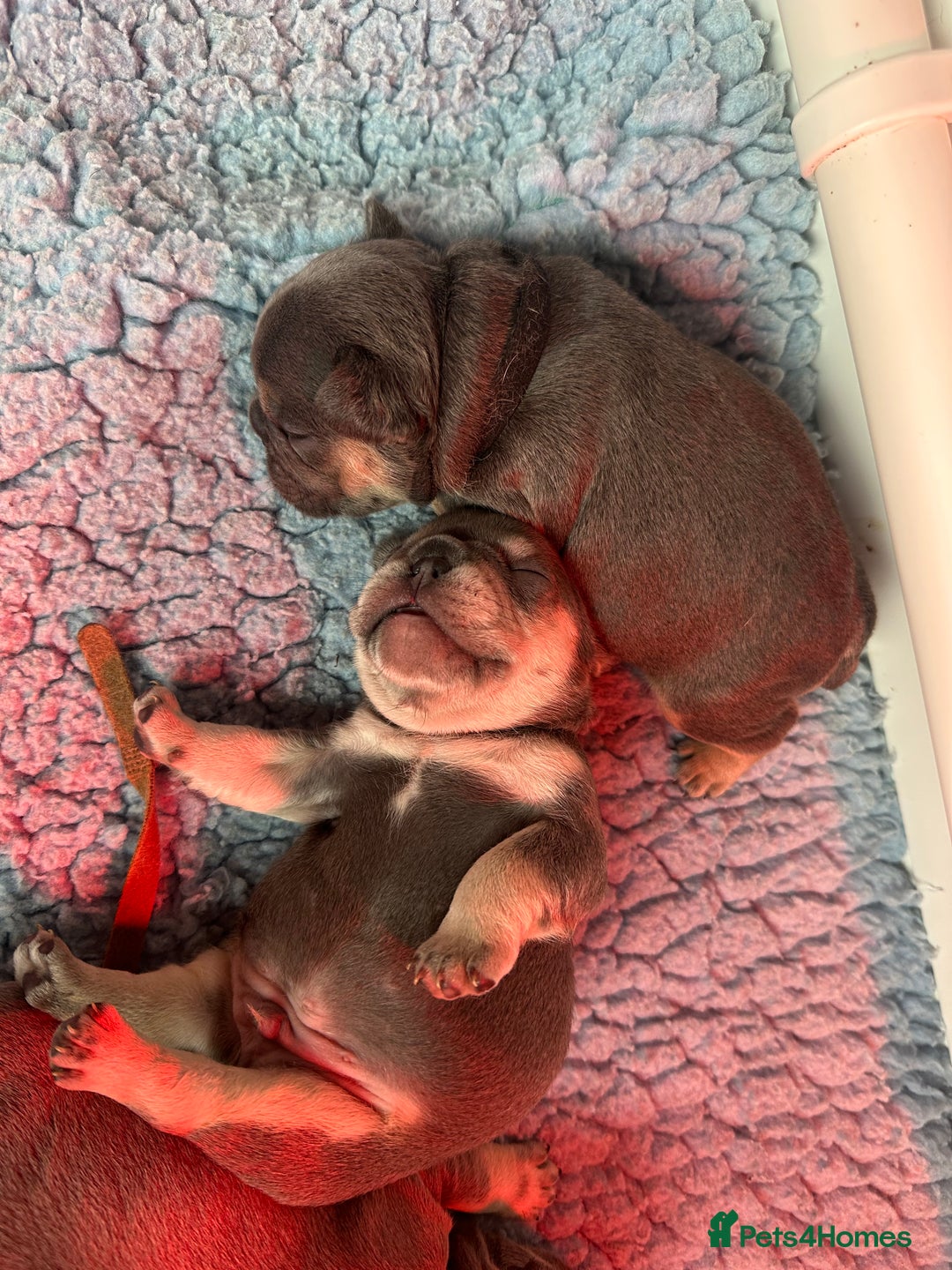 French Bulldog dogs for sale: 2 litters available from Natk9 clinic *JESUS PUPS* - Image 5
