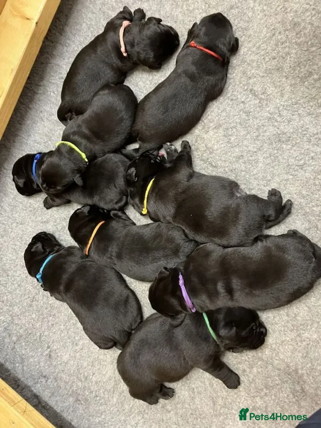 Labrador Retriever dogs for sale: CHUNKY SHOW TYPE BLACK KC REG LABRADOR PUPPIES - Advert 4
