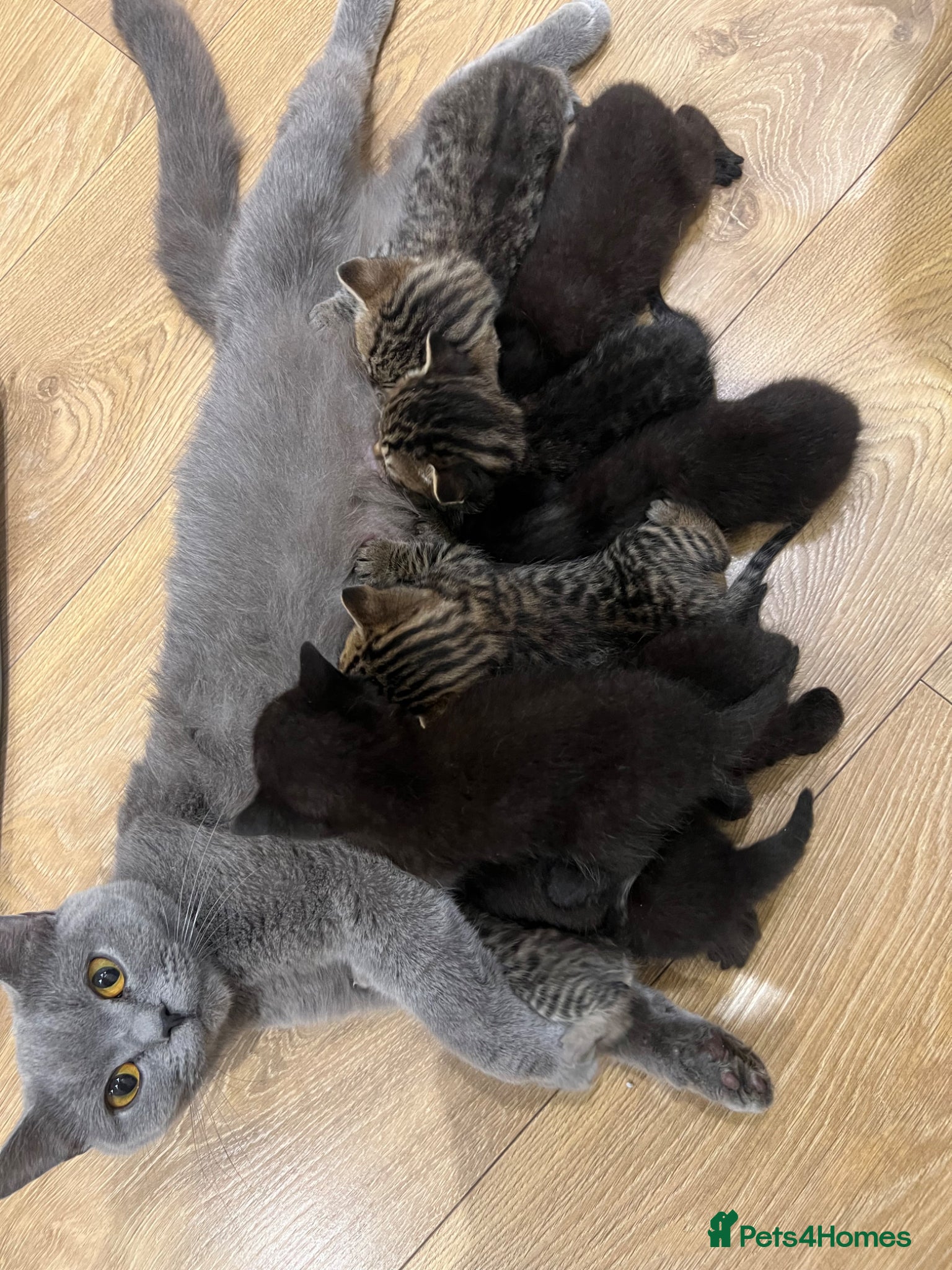 British Shorthair cats 9 Beautiful British S H/Bengal kittens - Advert 2