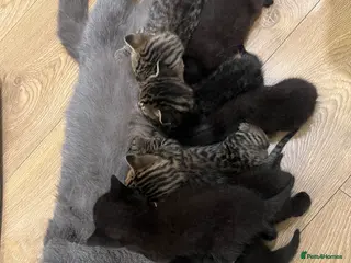 British Shorthair cats 9 Beautiful British S H/Bengal kittens - Advert 7