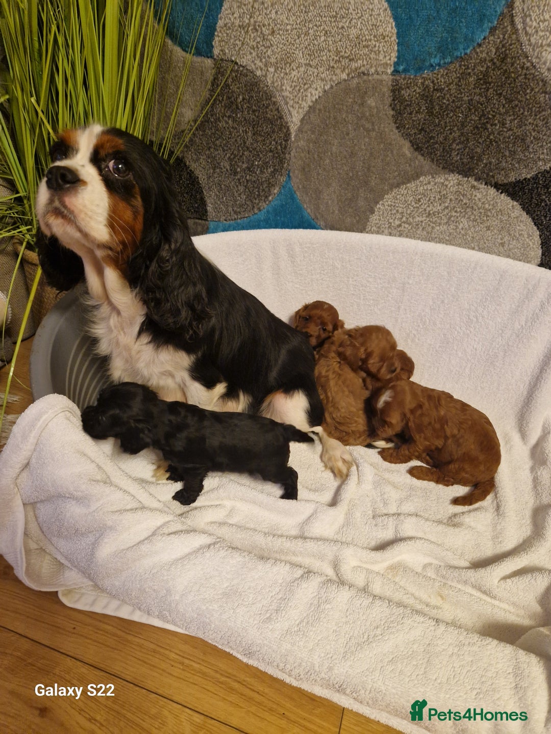 Cavapoo dogs for sale: Fox Red Cavapoo F1 Puppies  - Image 4
