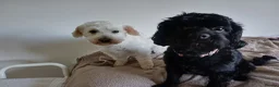 Cavapoo dogs for sale: Gorgeous cavapoo multicolours - Advert 9