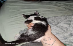 Savannah cats for sale: Savanah  in Spalding - Image 15