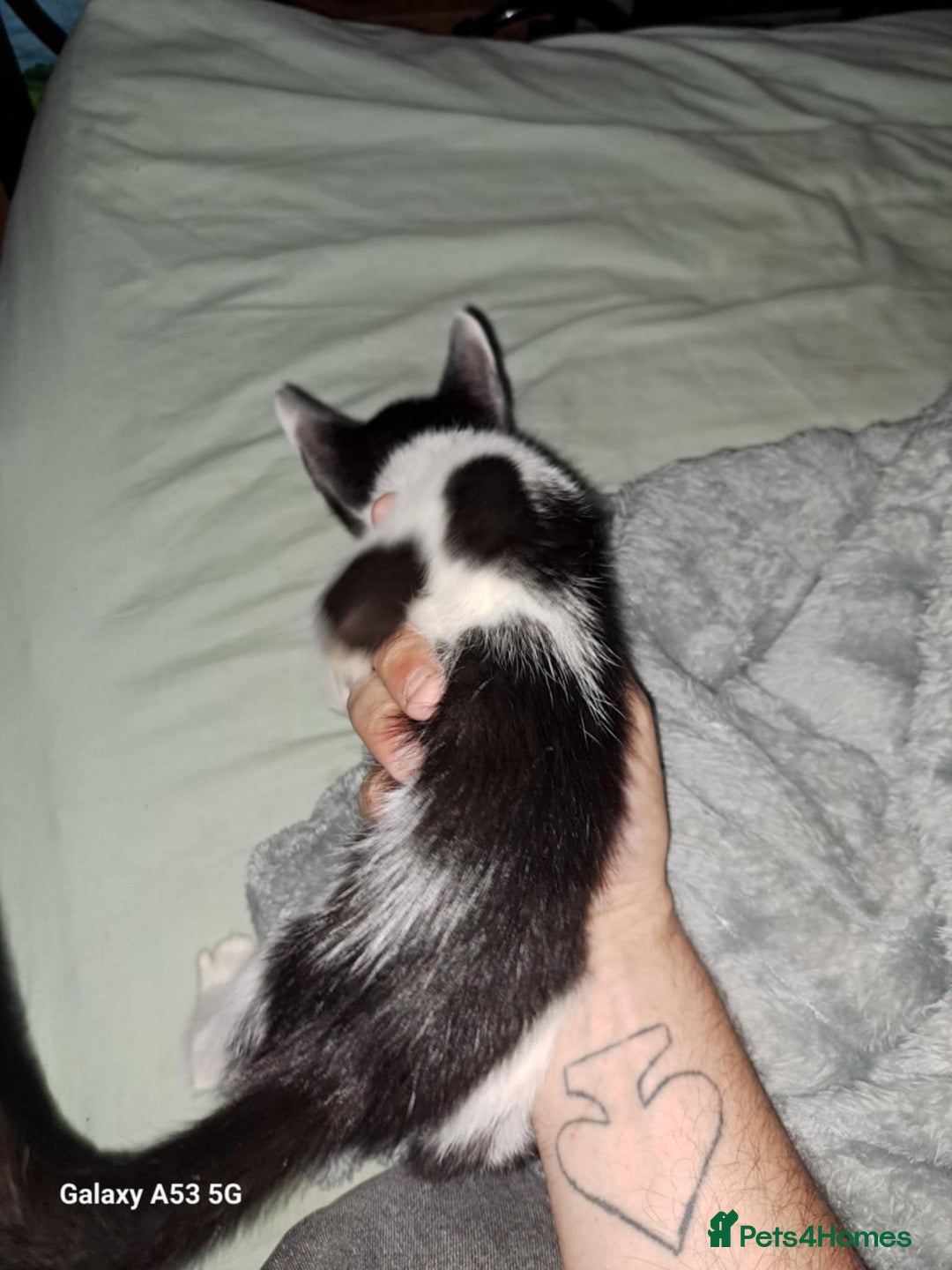 Savannah cats for sale: Savanah  in Spalding - Image 15