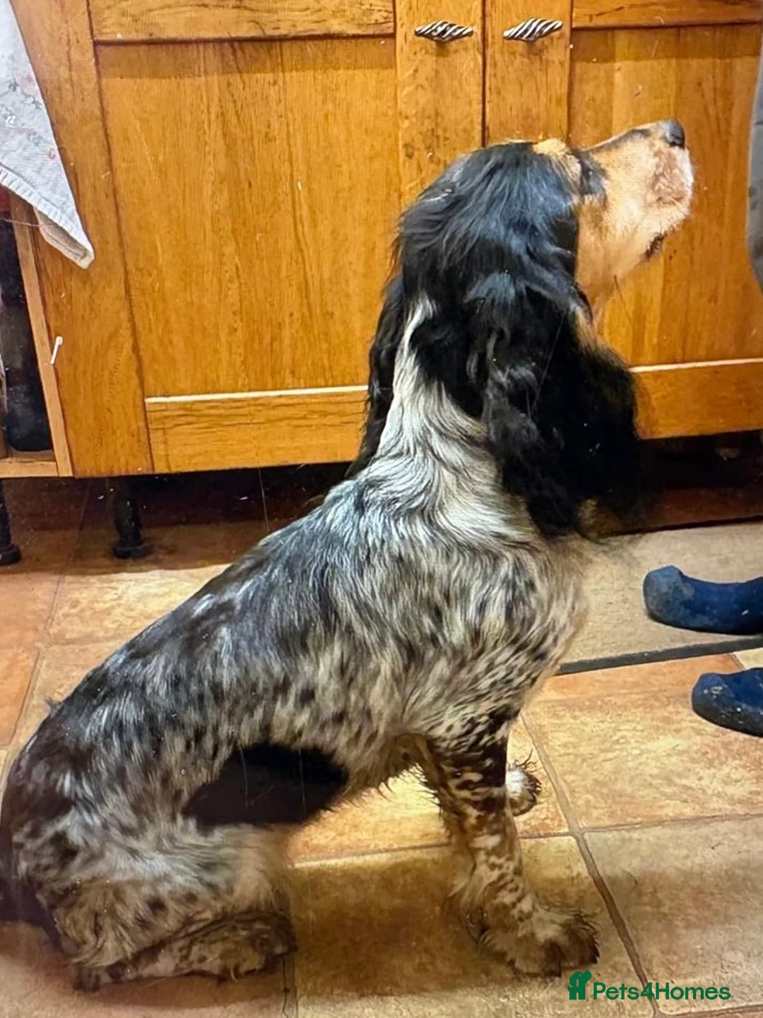 Cocker Spaniel dogs for sale: Cocker spaniel puppy’s  in Taunton - Advert 1