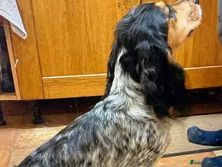 Cocker Spaniel dogs Cocker spaniel puppy’s - Advert 17