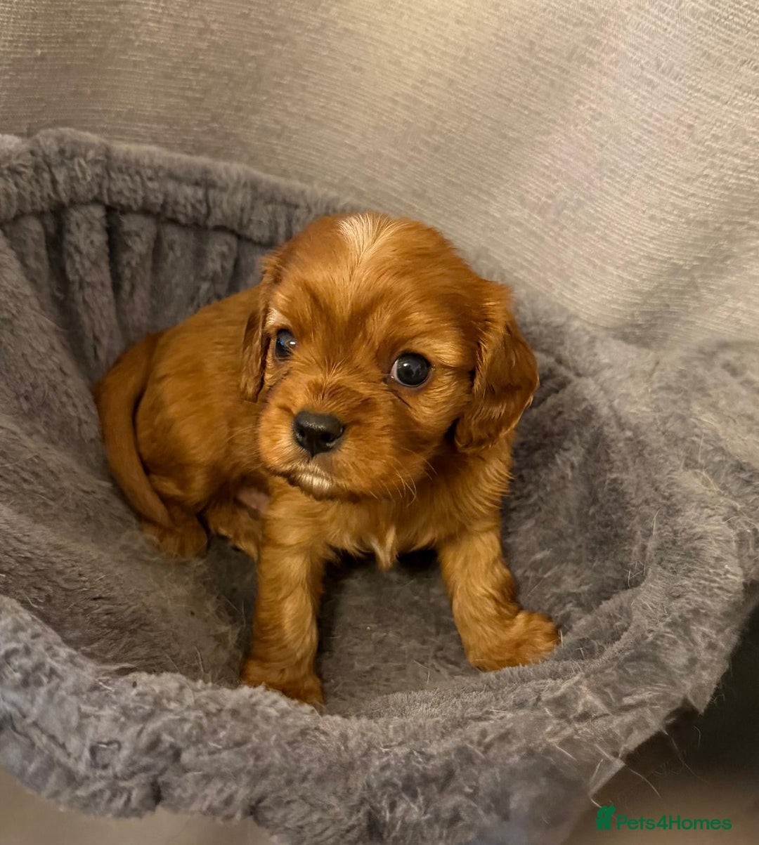 Cavalier King Charles Spaniel dogs for sale: Beautiful KC Registered Boy ✨ Health Tested ✨ - Advert 30