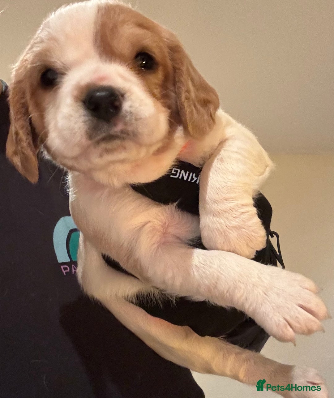 Mixed Breed dogs for sale: Cocker-Jack xCavalier King Charles Spaniel Puppies - Advert 33