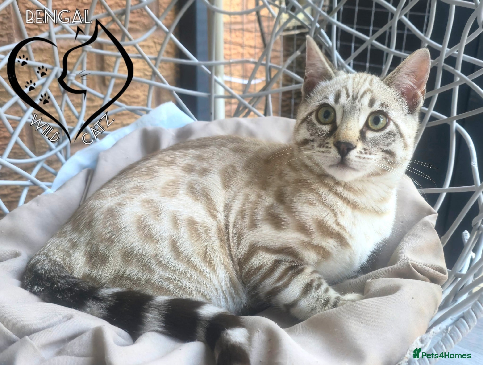 Bengal cats for sale: 4 beautiful bengal boys ready to leave now - Advert 18