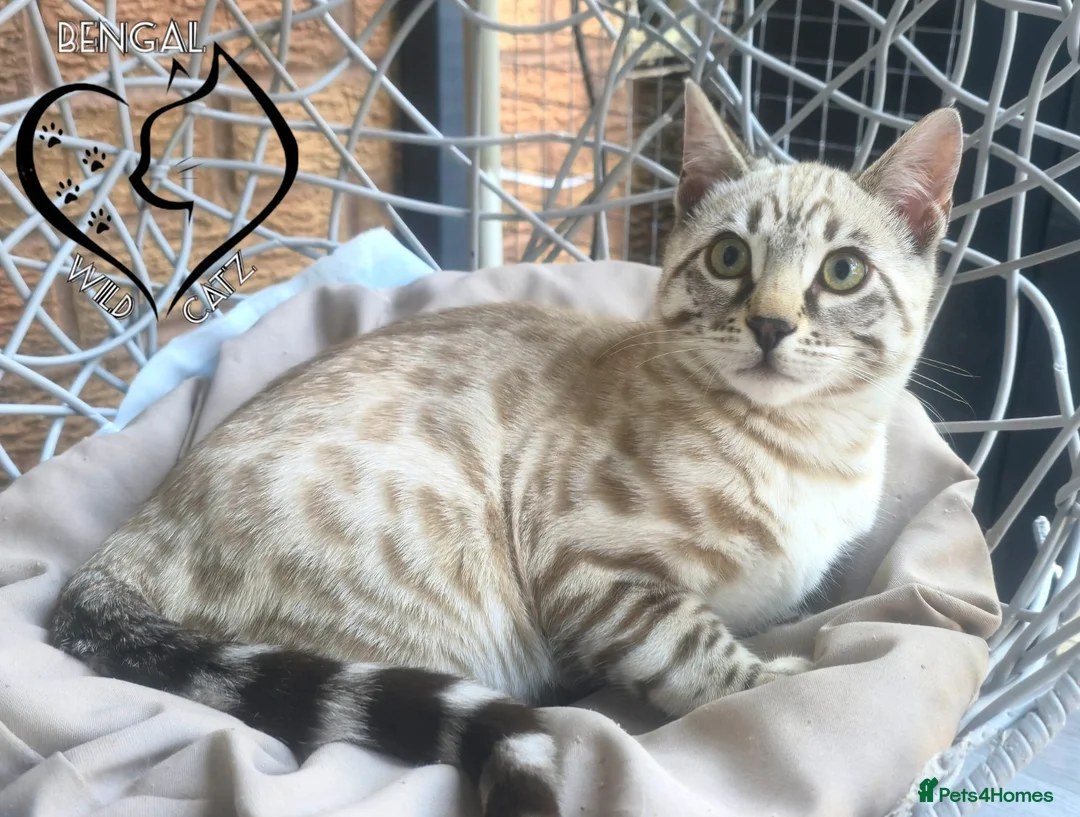 Bengal cats for sale: 🔥Stunning Bengal boys ready to leave🔥 - Advert 20