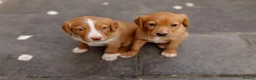 Mixed Breed dogs for sale: Border Kelpie x Cocker puppies - Advert 8