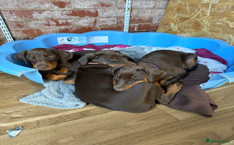 Dobermann dogs - Advert 1