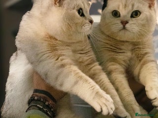 British Shorthair cats in Nottingham - Advert 2