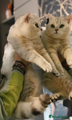 British Shorthair cats in Nottingham - Advert 16