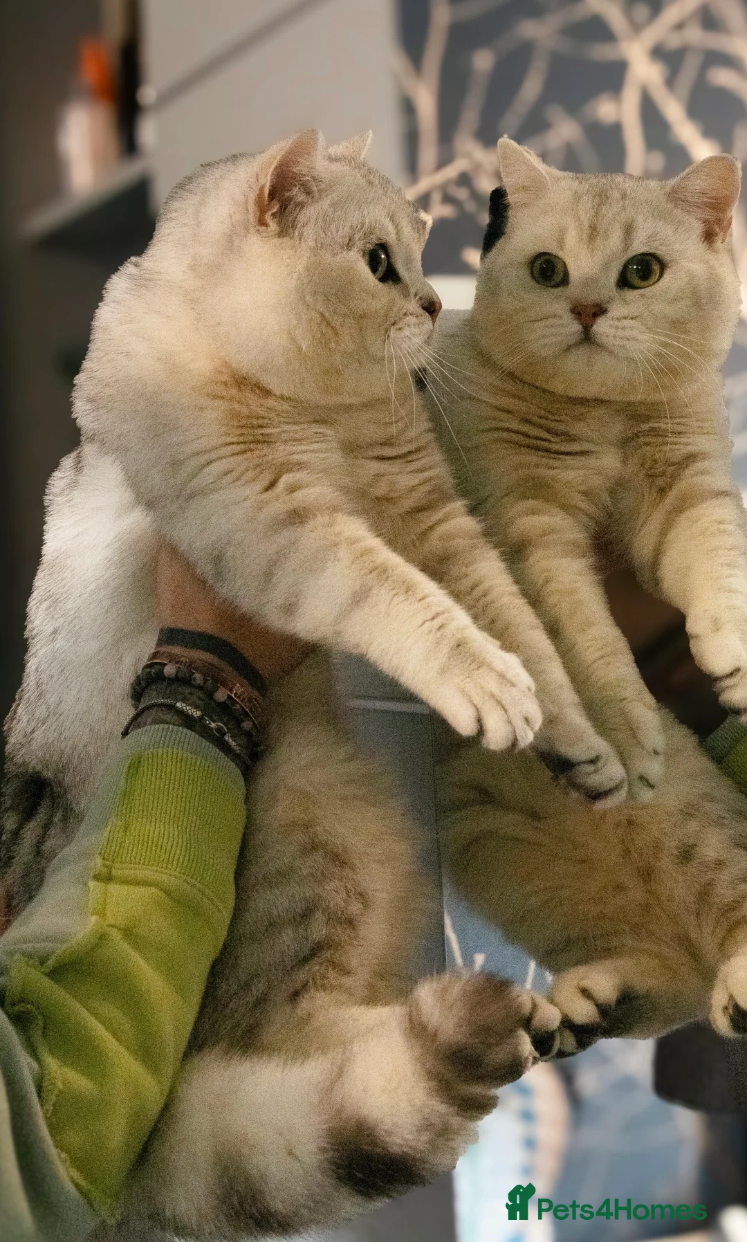 British Shorthair cats for stud: British shorthair black tipped in Nottingham - Advert 1