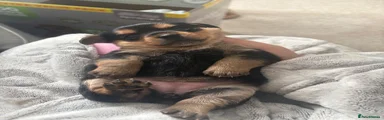 Mixed Breed 5