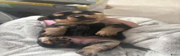 Mixed Breed dogs for sale: Pomeranian cross dachshund/border  - Advert 13