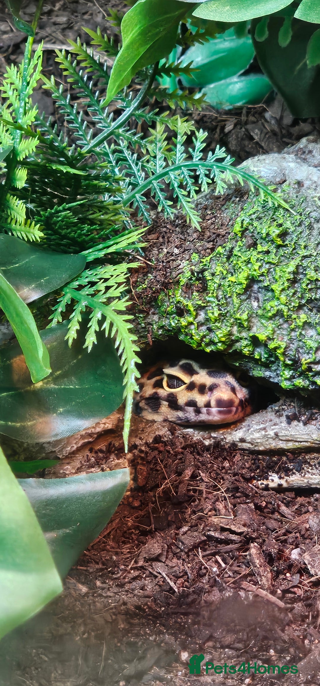 Leopard Gecko reptiles for sale: Leopard gecko  - Image 2