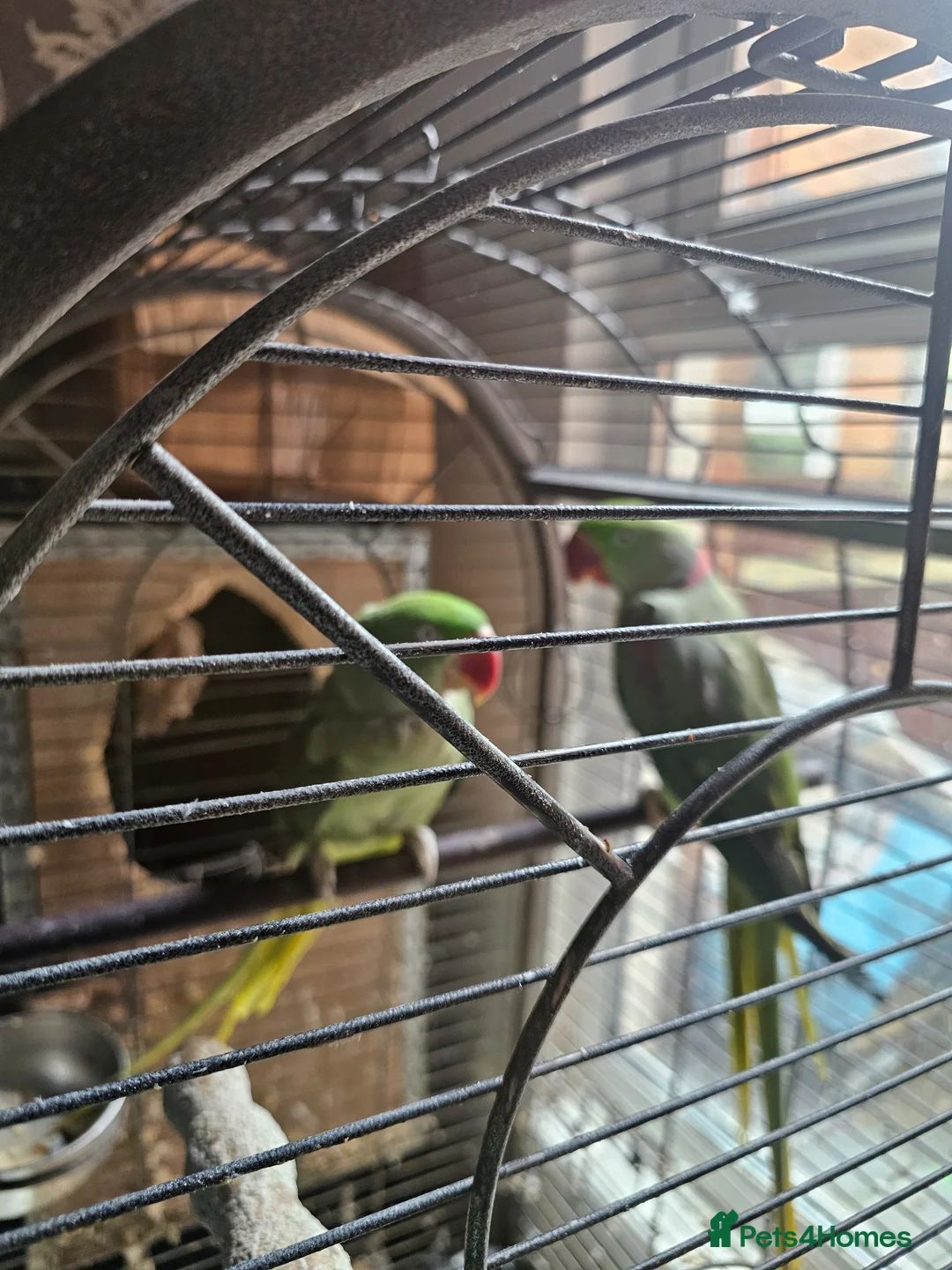 Parrots birds for sale: Alexezindrine parrot in Birmingham - Advert 2