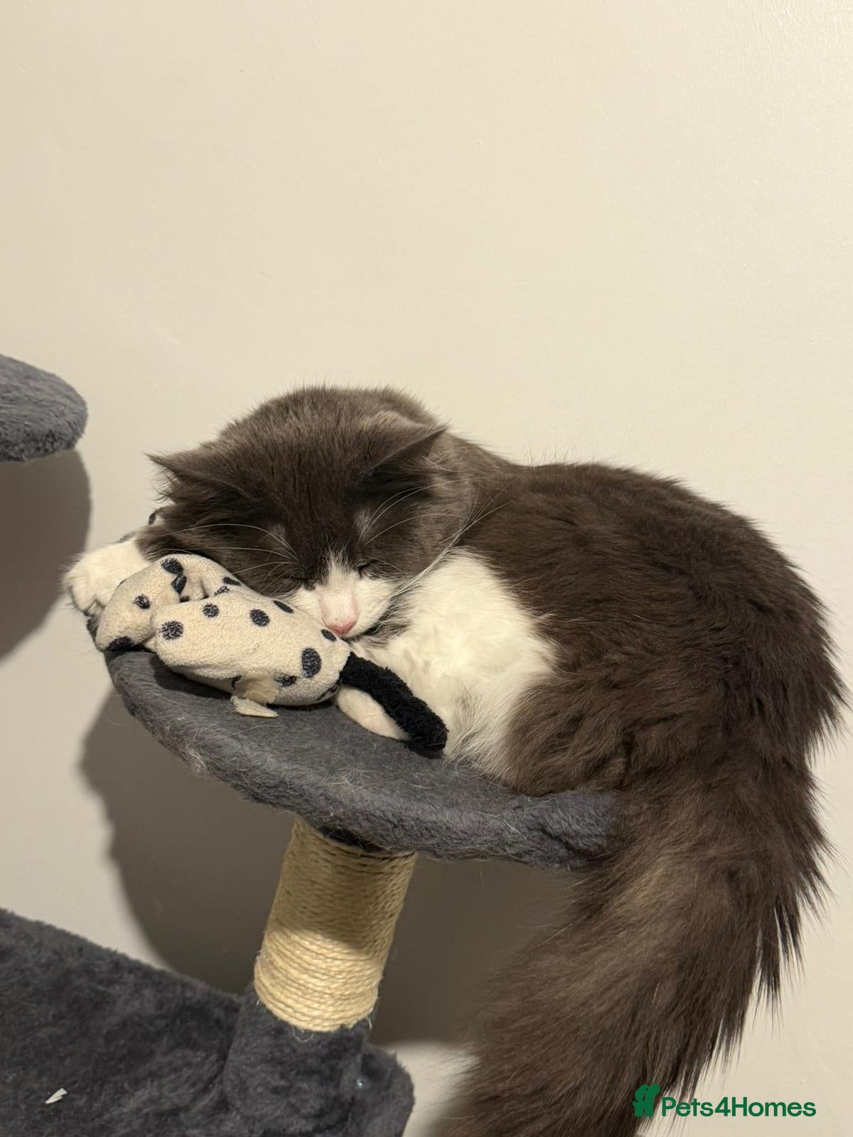 Mixed Breed cats 13 month old cat for sale  - Advert 3