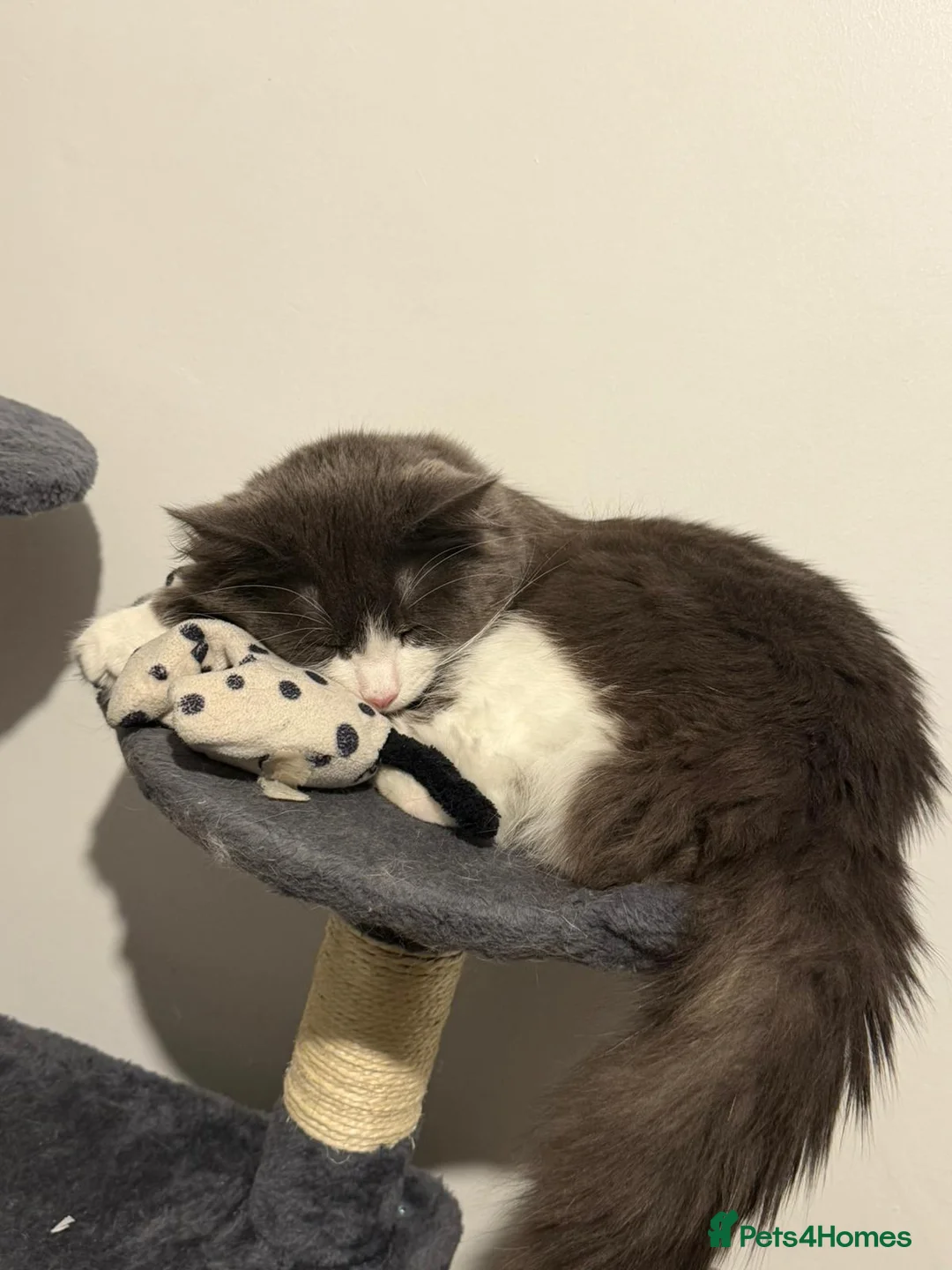 Mixed Breed cats for sale: 13 month old cat for sale  in Bradford - Advert 1