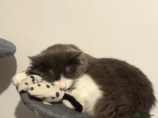 Mixed Breed cats 13 month old cat for sale - Advert 3