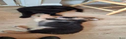 German Shepherd dogs for sale: Adorable German Shepherd puppies  in Brigg - Advert 10