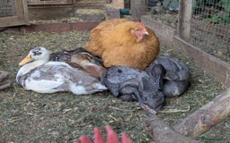 Ducks poultry for sale: Three male Indian Runner Ducks - Image 4